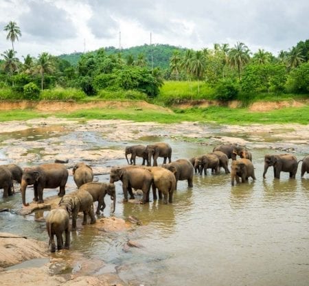 Wild Life in Sri Lanka