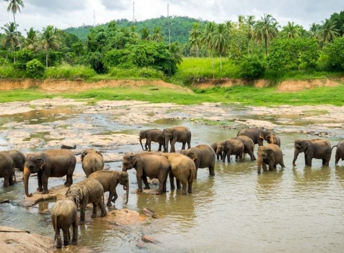 Wild Life in Sri Lanka