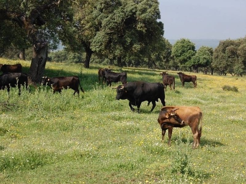 Visit to bullfighting bull farm