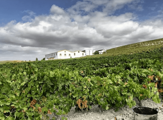 Jerez Wine Cellar private Tour and Tasting