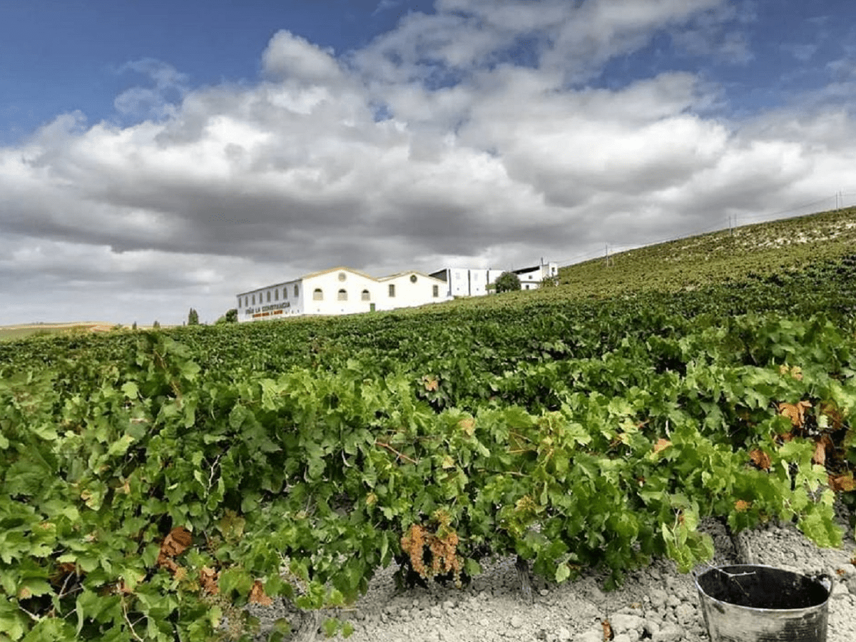 Jerez Wine Cellar private Tour and Tasting