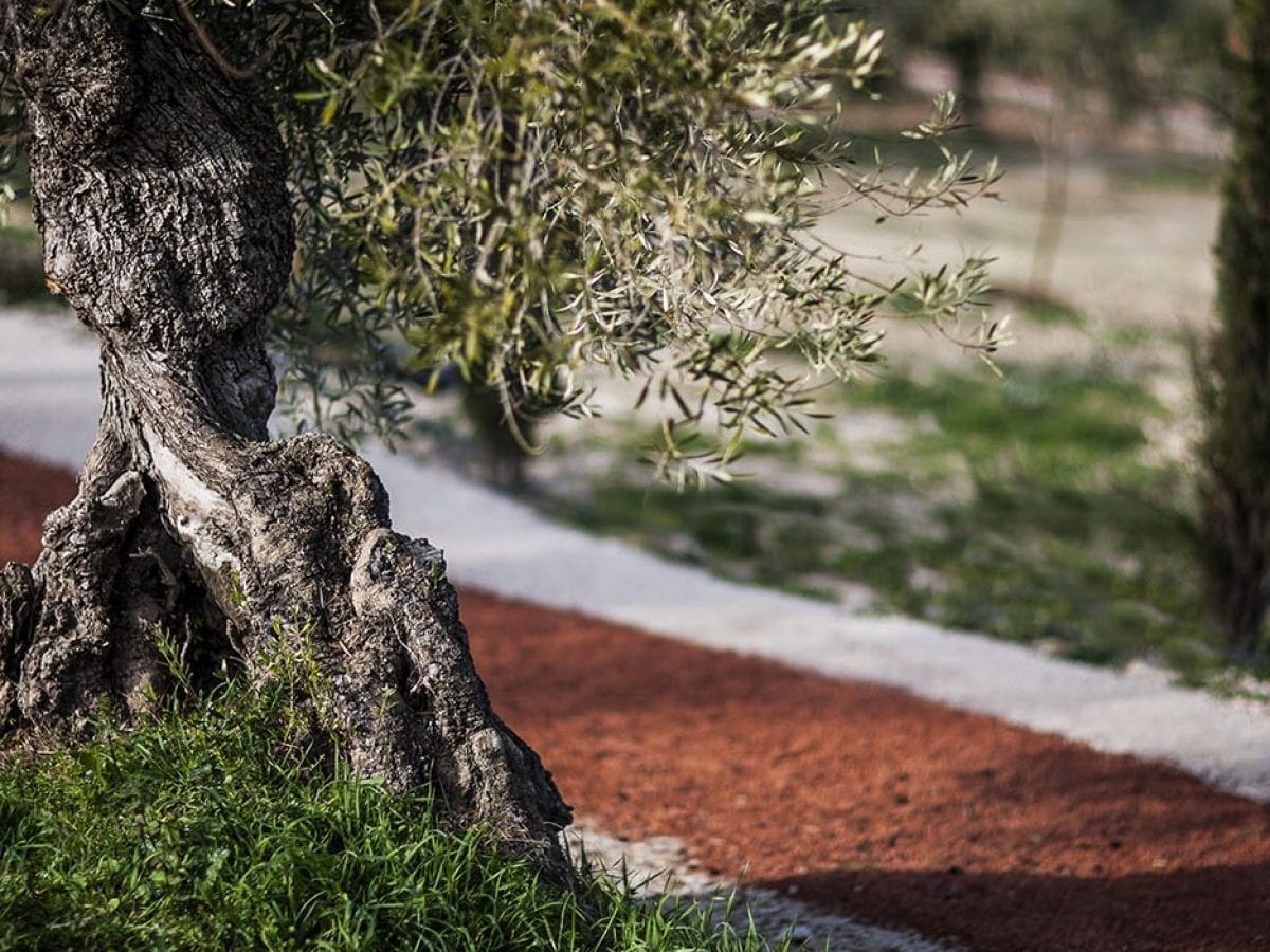 Path through olive trees varieties