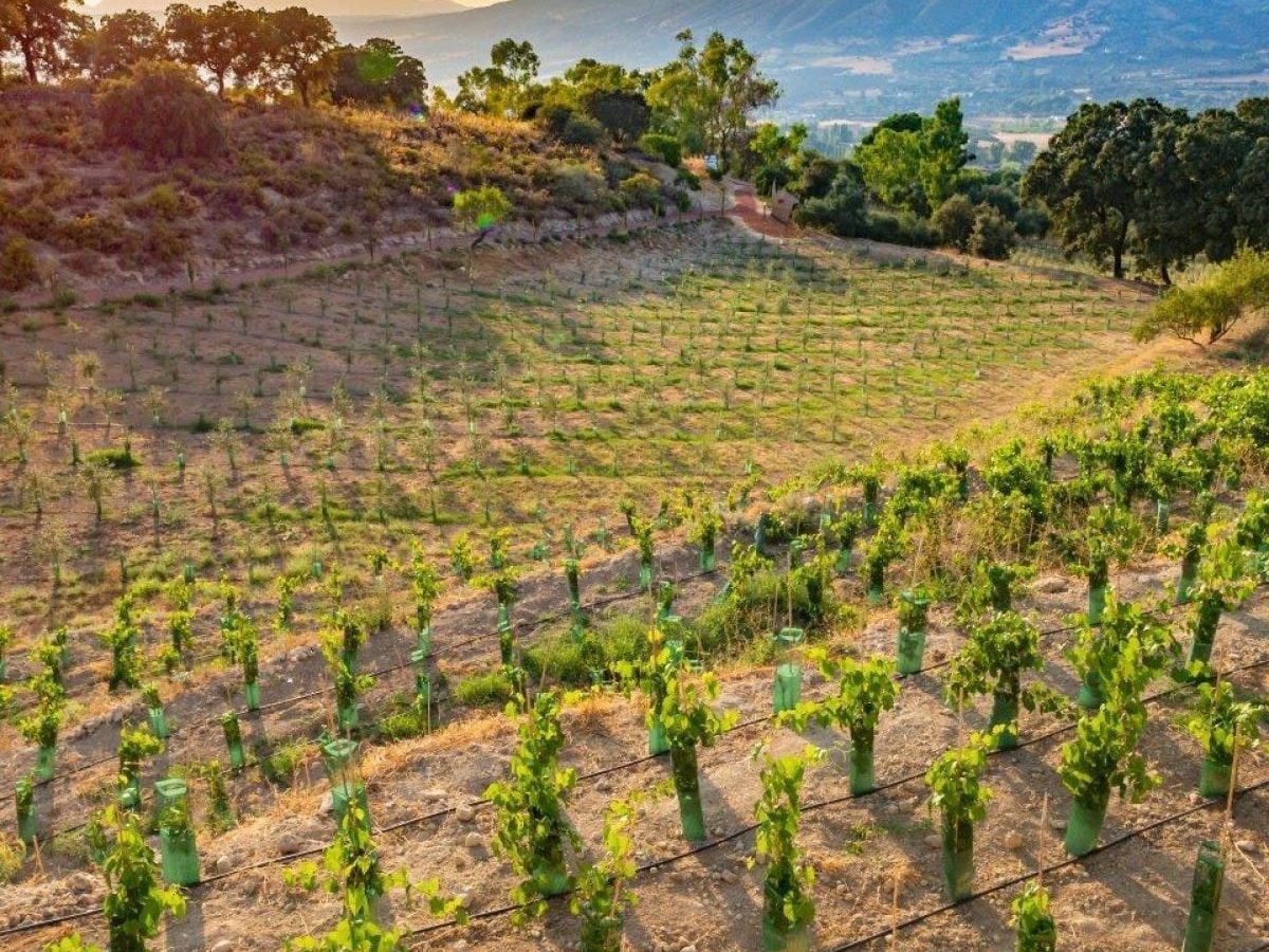 Ecological vineyard