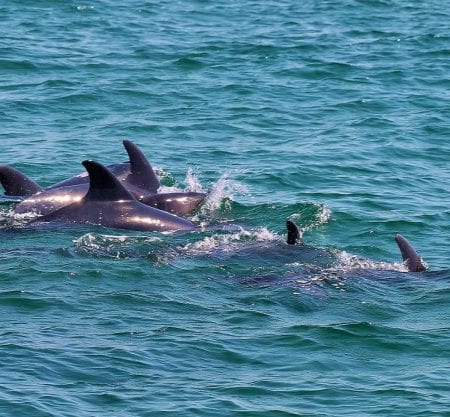 Tour de observación de delfines en catamarán desde Lisboa