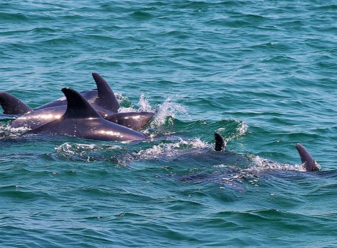Tour de observación de delfines en catamarán desde Lisboa